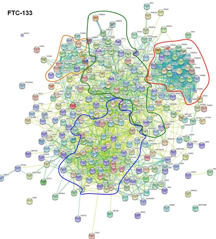 Figure 2. STRING (Search Tool for the Retrieval of Interacting Genes/Proteins) network  analysis of the 274 interacting proteins found for FTC-133 cells