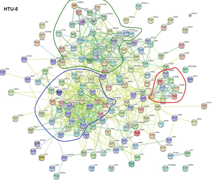 Figure 4. STRING network analysis of the 160 interaction proteins found for HTU-5 cells