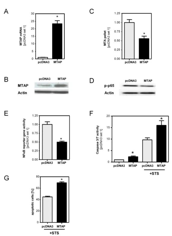 Figure  4.    Overexpression  of  MTAP  in  activated  HSCs.    Activated  HSCs  were  transiently  transfected  with  control  vector (pcDNA3)  and  an  MTAP  expression  vector  (MTAP)