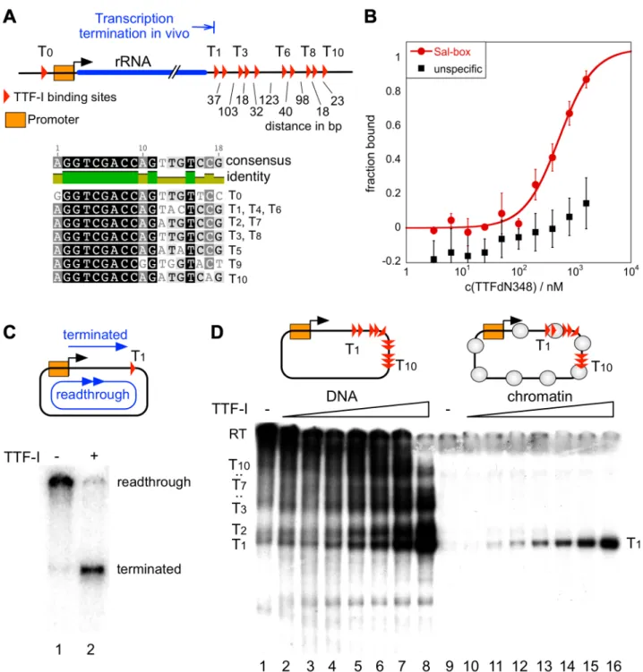 Figure 1. Chromatin-specific termination at the homotypic cluster of TTF-I. (A) Overview of the murine rRNA gene and the location of the TTF-I binding sites
