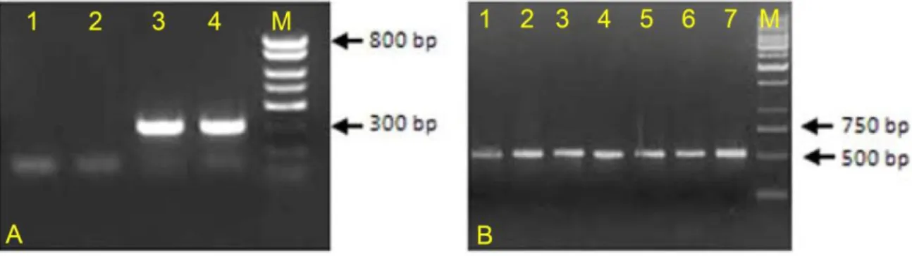 Figure 7: Breeding of Nf1 Prx1  mice relies on precise genotyping. (A) Nf1-floxed allele has a 300bp band on  agarose gel