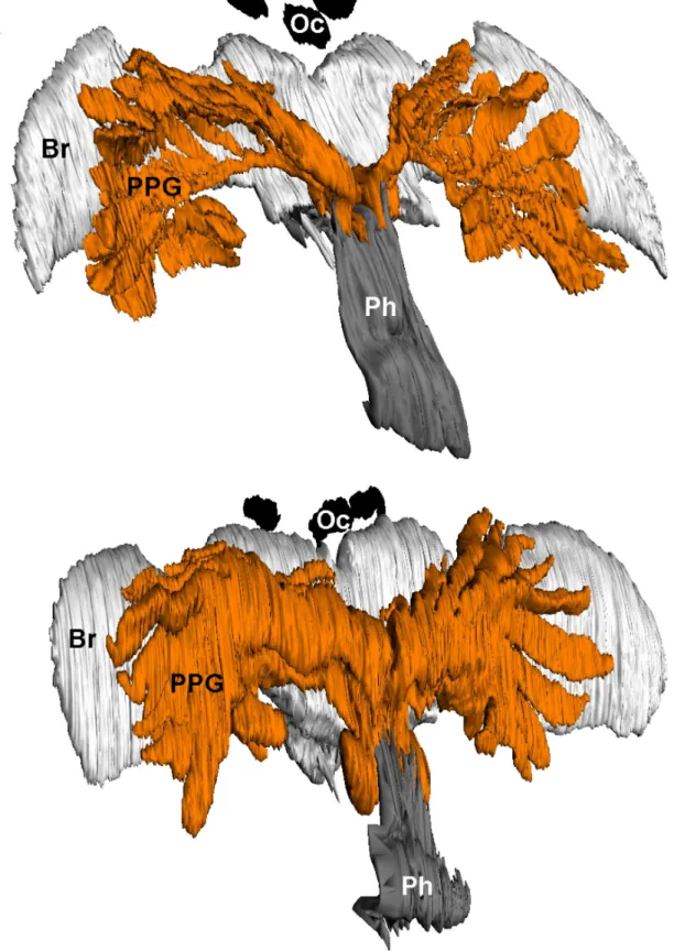 Figure 2.  3D-reconstructions of the postpharyngeal glands of females.  (A) T. boharti, and (B) T