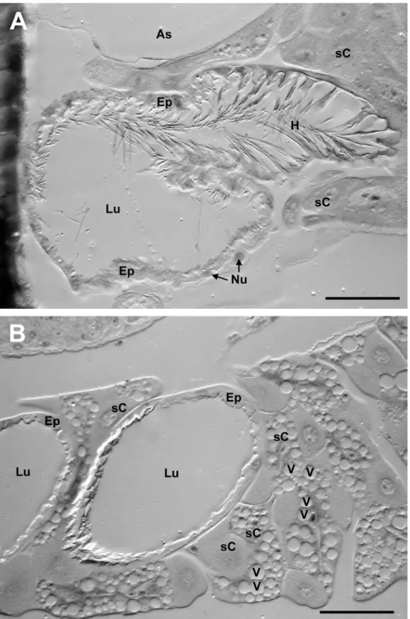Figure 3.  Semi-thin sections of the postpharyngeal glands of females.  (A) T. boharti, and (B) T