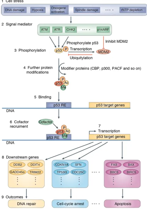 Figure 1 Mechanisms of p53 activation and regulation of cellular outcomes (Riley et al