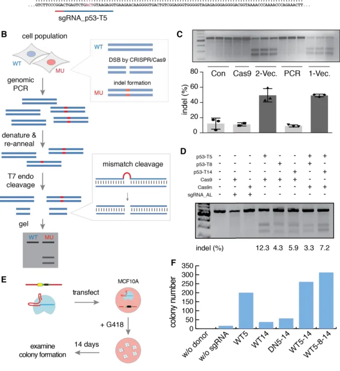 Figure 10 CRISPR/Cas9 was able to precisely edit genome DNA 