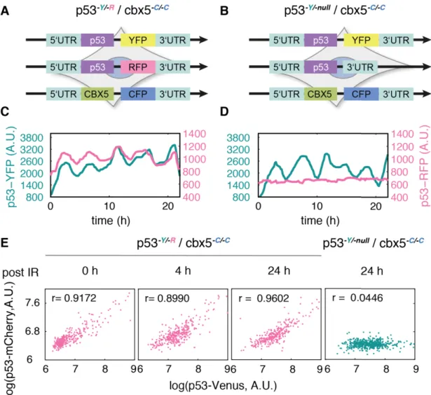 Figure 14 Tagging a single allele is sufficient to monitor p53 dynamics