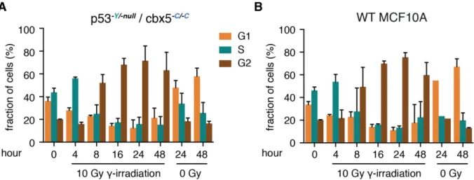 Figure 17 Distributions of cell cycle phases are similar after 10 Gy -irradiation between p53 -Y/-null  / 