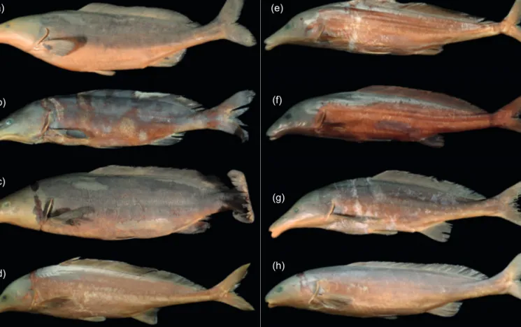 Figure 1: Photographs of the Mormyrus species studied: (a) Mormyrus lacerda from the Cunene River at Ruacana Falls, Namibia (ZSM  41770, field no