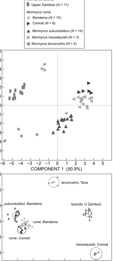 Figure 6: Principal components analysis and discriminant analysis  on morphology of Mormyrus lacerda (Upper Zambezi system); 