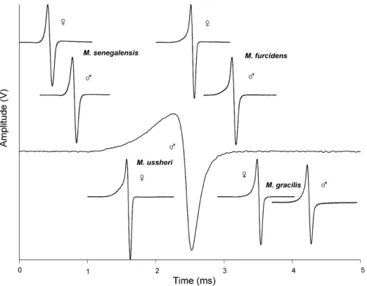 Figure 6. Field recordings of electric organ discharge waveforms of four Marcusenius species of Côte d’Ivoire, with both male and female examples shown