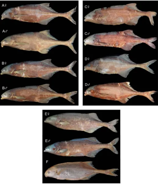Figure 2. Photos of four Ivorian Marcusenius species, sex con ﬁ rmed by gonad histology, and of M