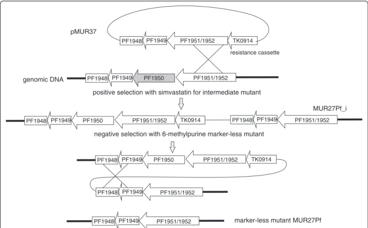 Figure 2 Schematic drawing for the construction of marker-less strain MUR27Pf. Plasmid pMUR37 was obtained by overlapping PCR