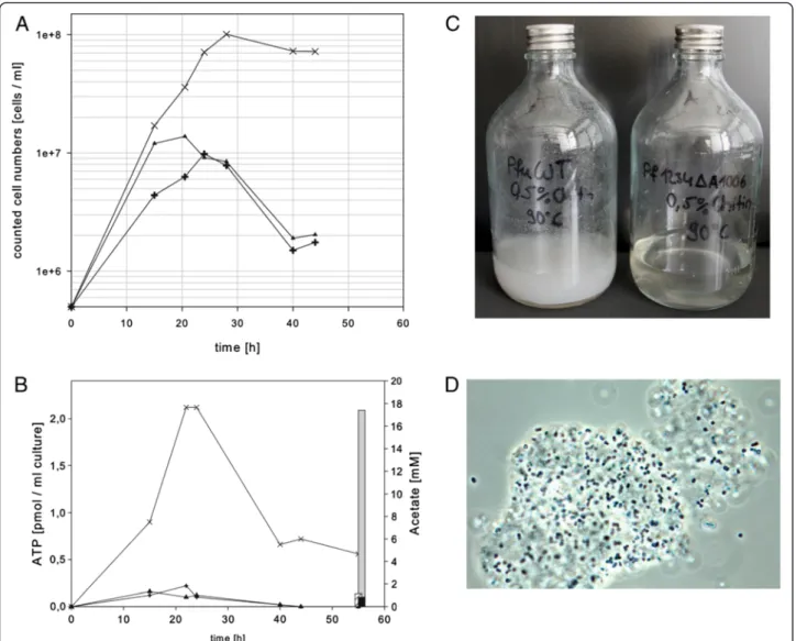 Figure 4 Growth behavior in SME medium with 0.5% colloidal chitin at 90°C. (A) Growth curves of wild type P