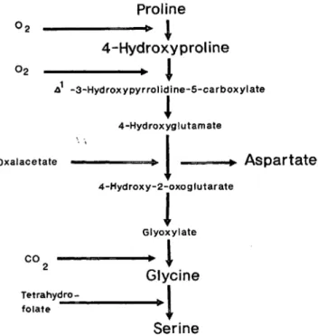 Fig. 1. Pathway of hydroxyproline metabolism in serine bio- bio-synthesis (2).