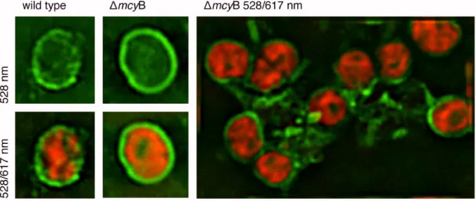 Fig.  6: IImm unofl uorescence  micrographs  of  the   mcyB  mutant  and  WT  st rains  of  M