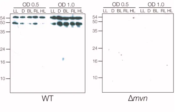 Fig. 8: Imm unoblot  analyses of Mvn in soluble extracts of  M. aeruginosa wild t ype and   mvn  m utant