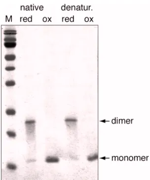 Fig.  9:  SDS- PAGE  of  His-M vn. The heterologously expressed His-Mvn was purified under native  and denaturing conditions and separated under reducing (red) and non-reducing (ox) conditions