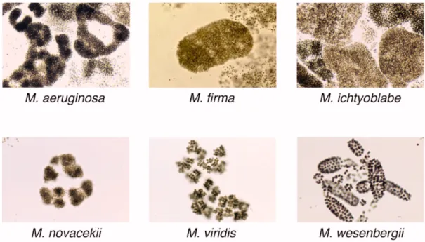 Fig.  1:  A  selection  of  comm on  Microcystis   colony  morphotypes (pictures from: 