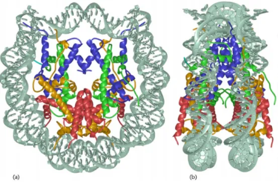 Figure 1: High-resolution crystal structure of the nucleosomal core particle 