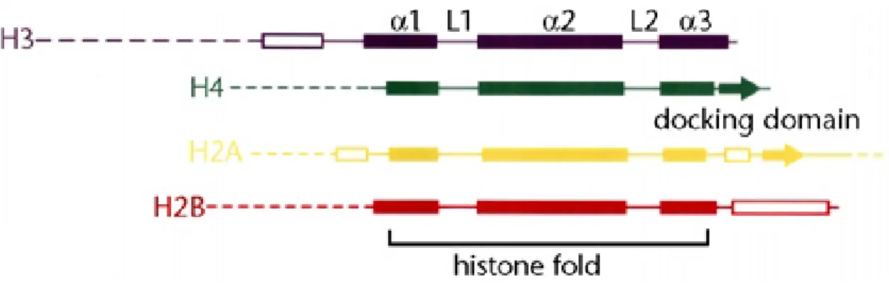 Figure 2: Histone fold architecture 