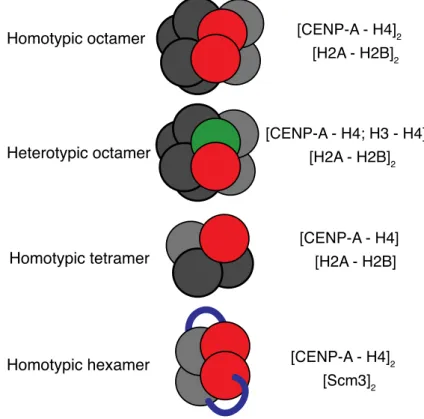 Figure 5: Centromeric nucleosome structures in the budding yeast 