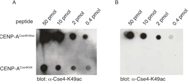 Figure 9: Peptide-based affinity purification of an α-Cse4K49ac specific antibody