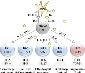 Figure 2. Differentiation of naive CD4 T cells. 