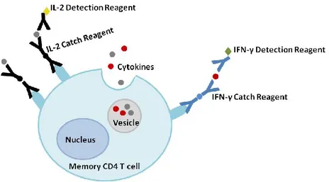 Figure 12. Cytokine secretion assay. 