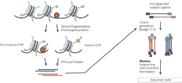 Figure 5: ChIP-seq. In ChIP chromatin is fixed, fragmented, and enriched for the bound protein or histone  modification of interest by immunoprecipitation with a specific antibody (left)