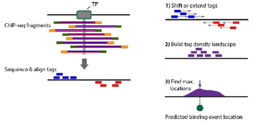 Figure 9: ChIP-seq peak calling. In ChIP-seq, the fragments span binding sites of the factor of interest (left)