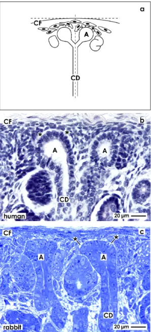 Figure 1. Comparable view to the stem/progenitor cell niche needs accurate orientation of  the renal cortex for histological sectioning