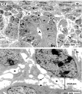 Figure 2. Transmission electron microscopy of the renal stem/progenitor cell niche in  neonatal rabbit kidney after fixation in glutaraldehyde (GA)