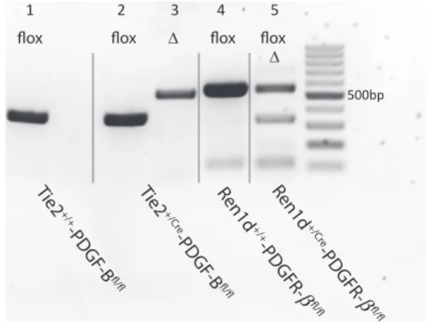 Figure 1. In vivo recombination of PDGF-B and PDGFR- b  shown by PCR genotyping of renal cortex preparations
