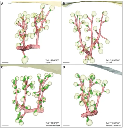 Figure 8. Renin expression in adult kidneys with conditional PDGF-B deletion. 3D-Reconstruction of a-SMA immunoreactive vascular structures (red) and renin-immunoreactive areas (green) in kidneys of Tie2 +/+ -PDGF-B fl/fl and Tie2 +/Cre -PDGF-B fl/fl mice 