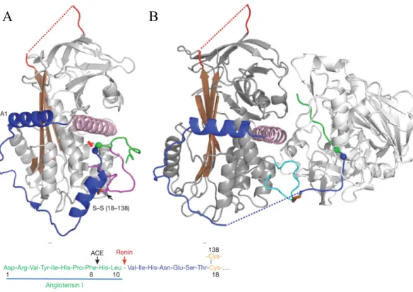 Figure 3. Crystal structure of human angiotensinogen and renin.  