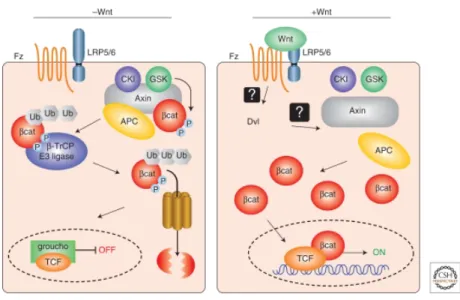 Figure 6. Schematic representation of the canonical WNT/β-catenin pathway.  