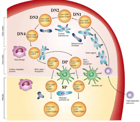 Figure 7. Overall scheme of T cell development in the thymus. 