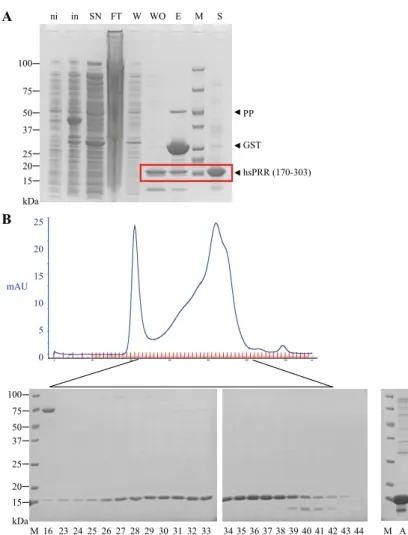 Figure 10. Purification of GST-tagged hsPRR (170-303).  