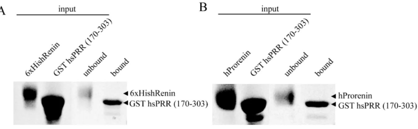 Figure 15. Interaction study of GST hsPRR (170-303) with renin or prorenin.  