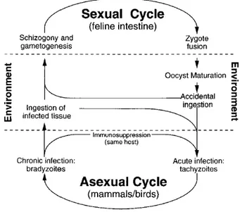 Figure 2: Schematic life cycle of Toxoplasma gondii.  
