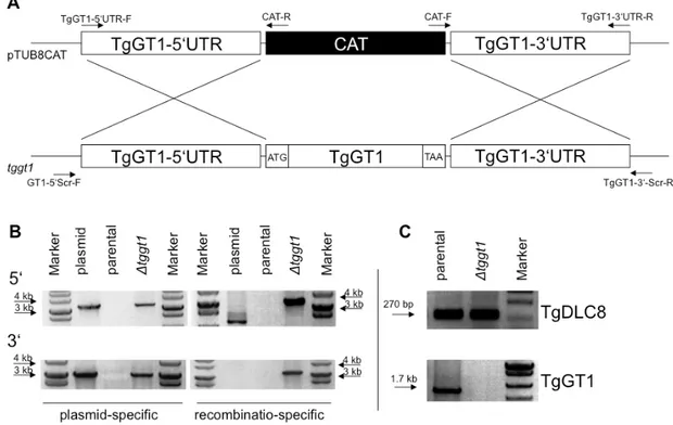 Figure 5: TgGT1 is not essential for in vitro survival of T. gondii.  