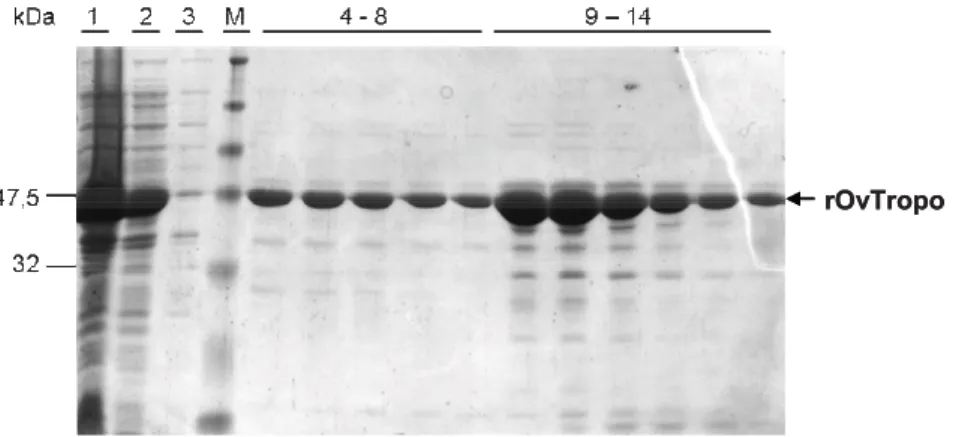 Figure 6. Purification of Onchocerca volvulus tropomyosin, shown by SDS-PAGE. Single band at the level of 44 KDa in the elution  fractions was the recombinant protein