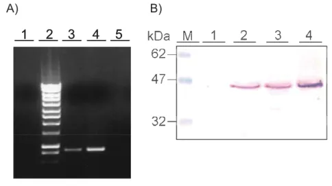 Figure 9. Transfection of COS7 cells with pCDNA/AvTropo construct. A) RT-PCR with mRNA isolated from transfected COS7 cells: 