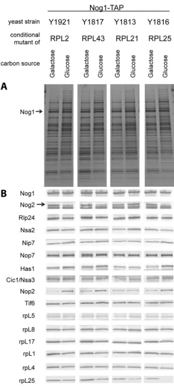 Figure  7.   Relative  amounts  of  selected  proteins  in  Nog1- Nog1-TAP  associated  LSU  precursors  depleted  of  rpL2,  rpL43, rpL21 or rpL25 as analyzed by silver staining and western blotting