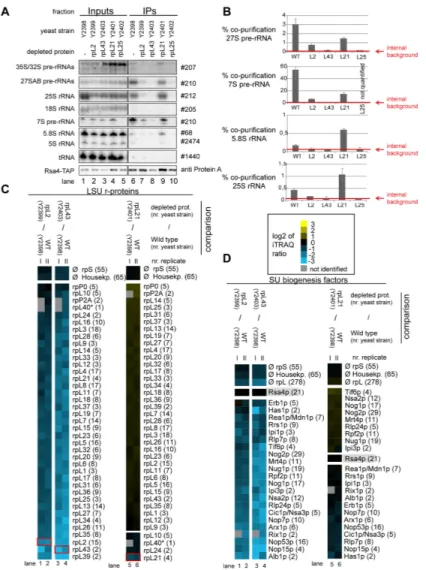 Figure  9.   Analyses  of  the  RNA  and  protein  content  of  pre-60S  particles  purified  via  Rsa4-TAP  after in  vivo  depletion  of selected  ribosomal  proteins