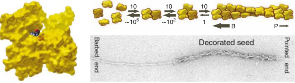 Figure 1.2. Nucleation, polymerization and treadmilling of polar actin filaments. 