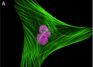 Figure 1.3. Visualizations of the microfilament network. 