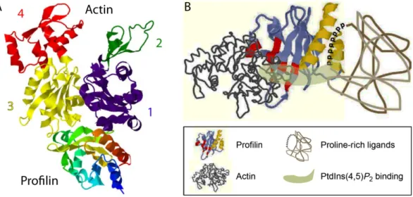 Figure 1.4. The crystal structure of profilin and its binding sites. 