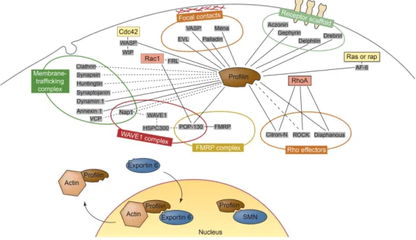 Figure 1.5. Network of molecular interactions of profilin. 