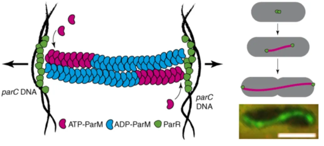 Figure 1.9. ParM filament formation and plasmid DNA segregation. 